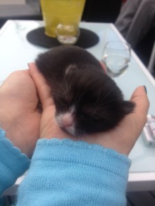 12 dager gammel og trenger mye kos